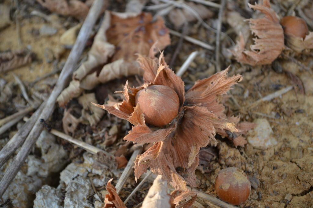 Cognà Mostarda d'uva del basso Piemonte