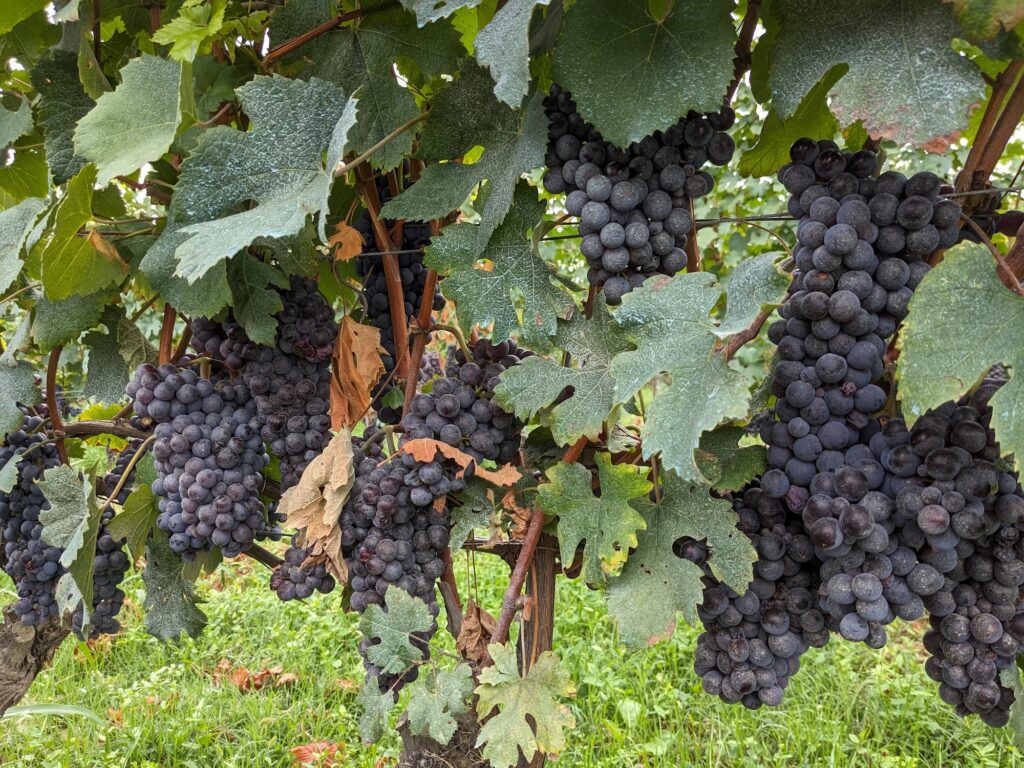 Cognà Mostarda d'uva del basso Piemonte
