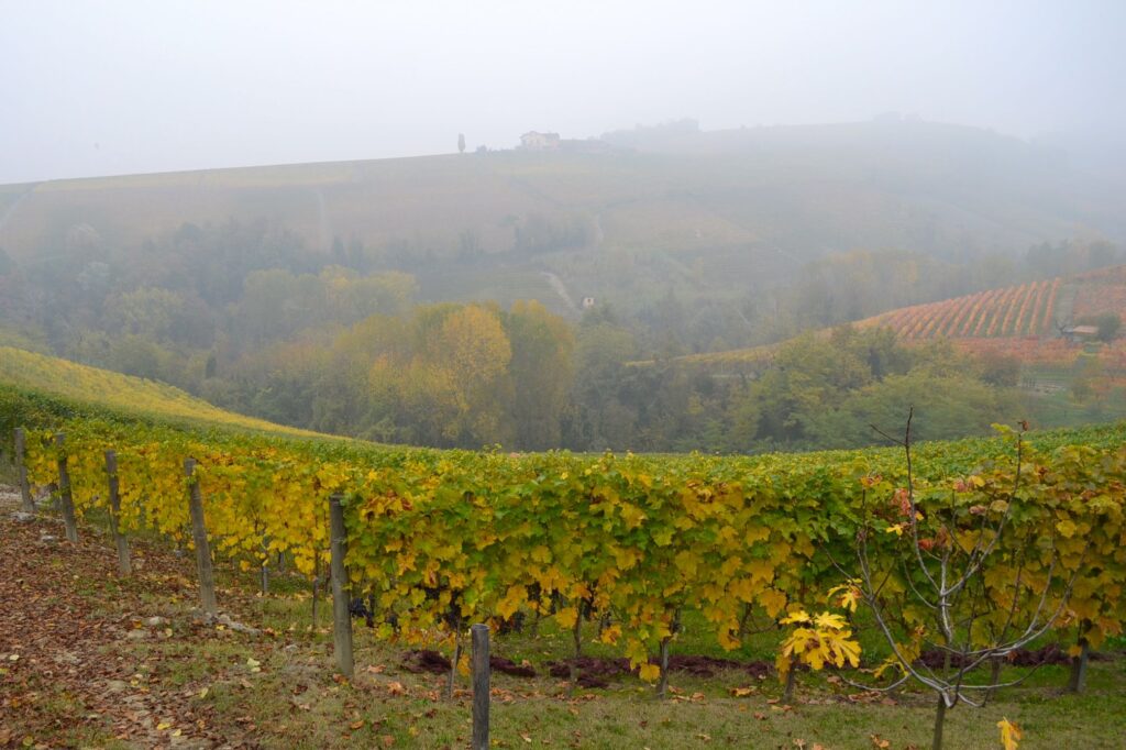 Cognà Mostarda d'uva del basso Piemonte