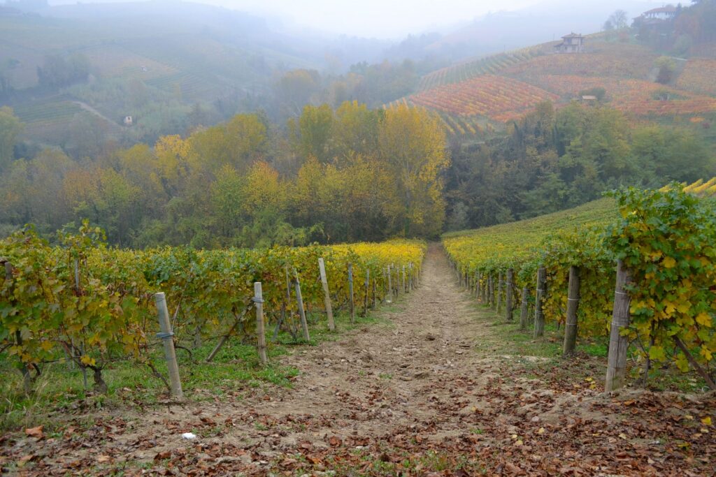 Cognà Mostarda d'uva del basso Piemonte