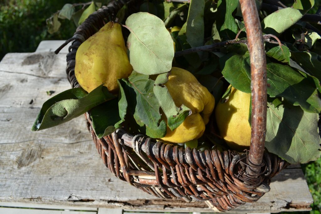 Cognà Mostarda d'uva del basso Piemonte
